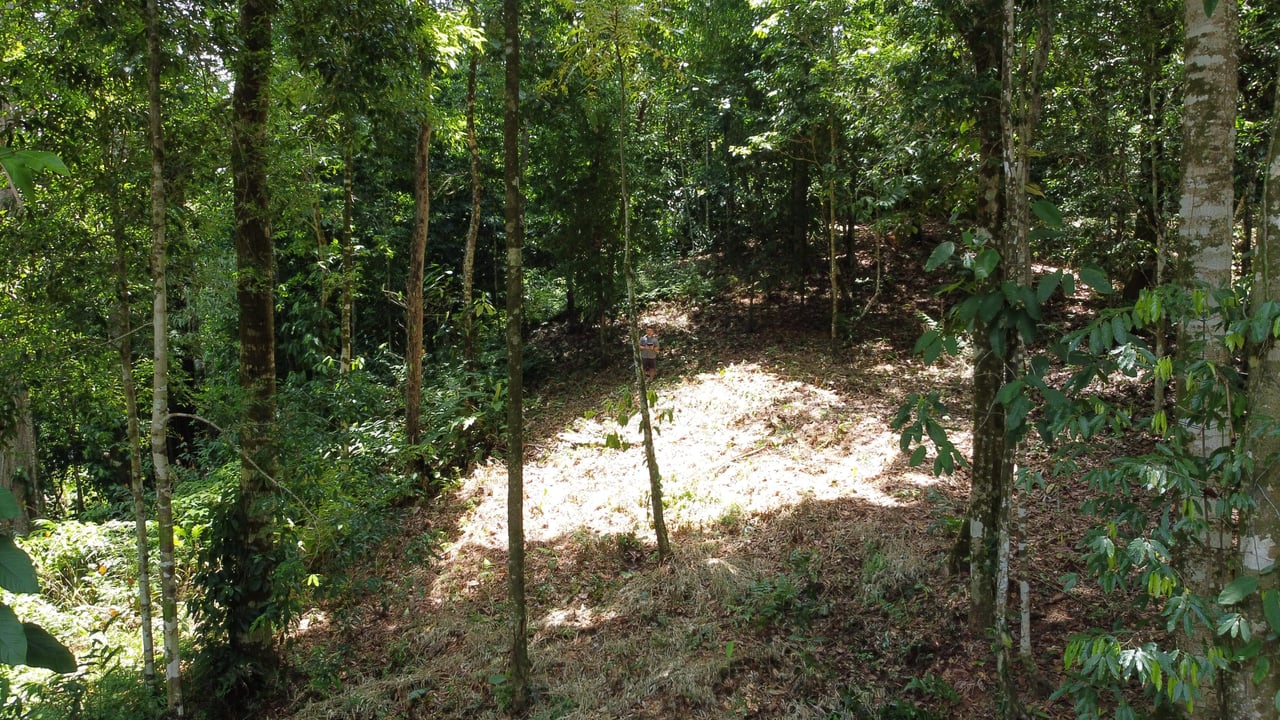 1.6 Acres Land Parcel in Ballena, Jungle Views.