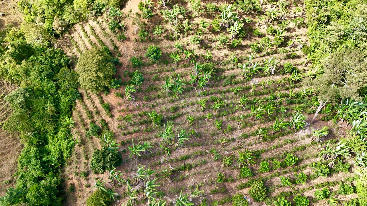 Over 2.5 Acres in Ceibo, Planted with Coffee and Fruits
