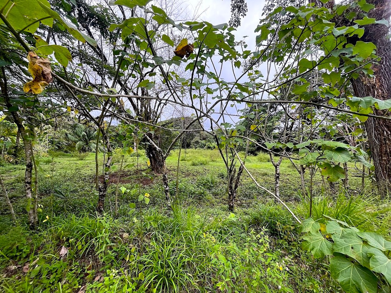 Titled Land Steps from the Beach, Uvita, Puntarenas