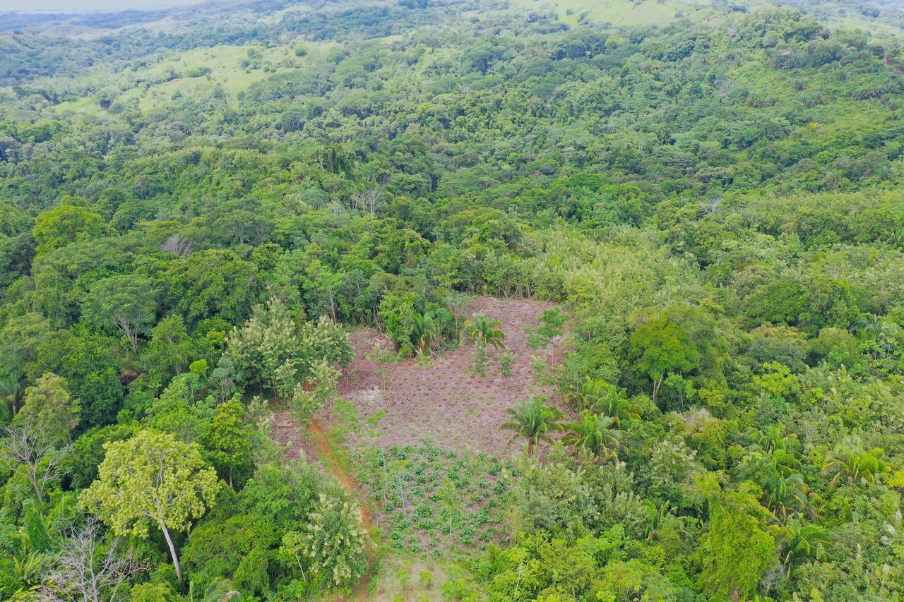 Costa Rican Teak and Hardwood Farm with Endless Potential