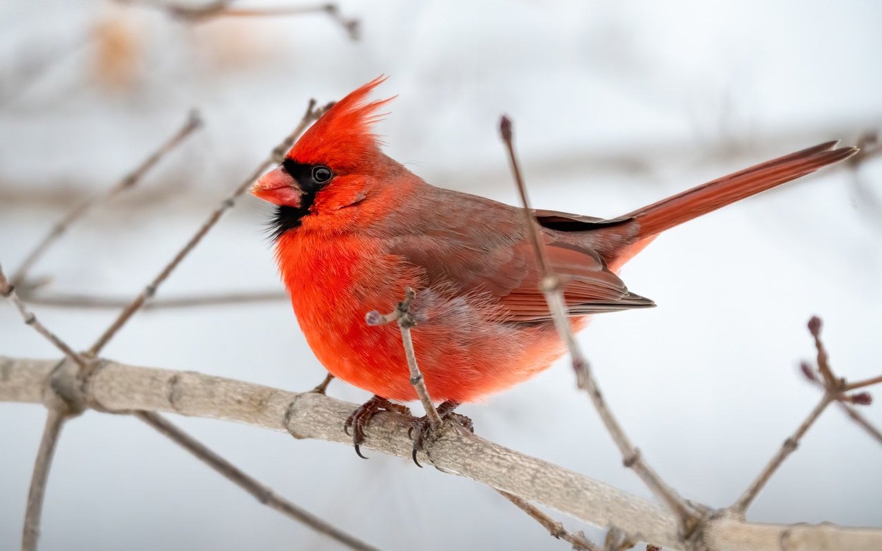 North Carolina Birding