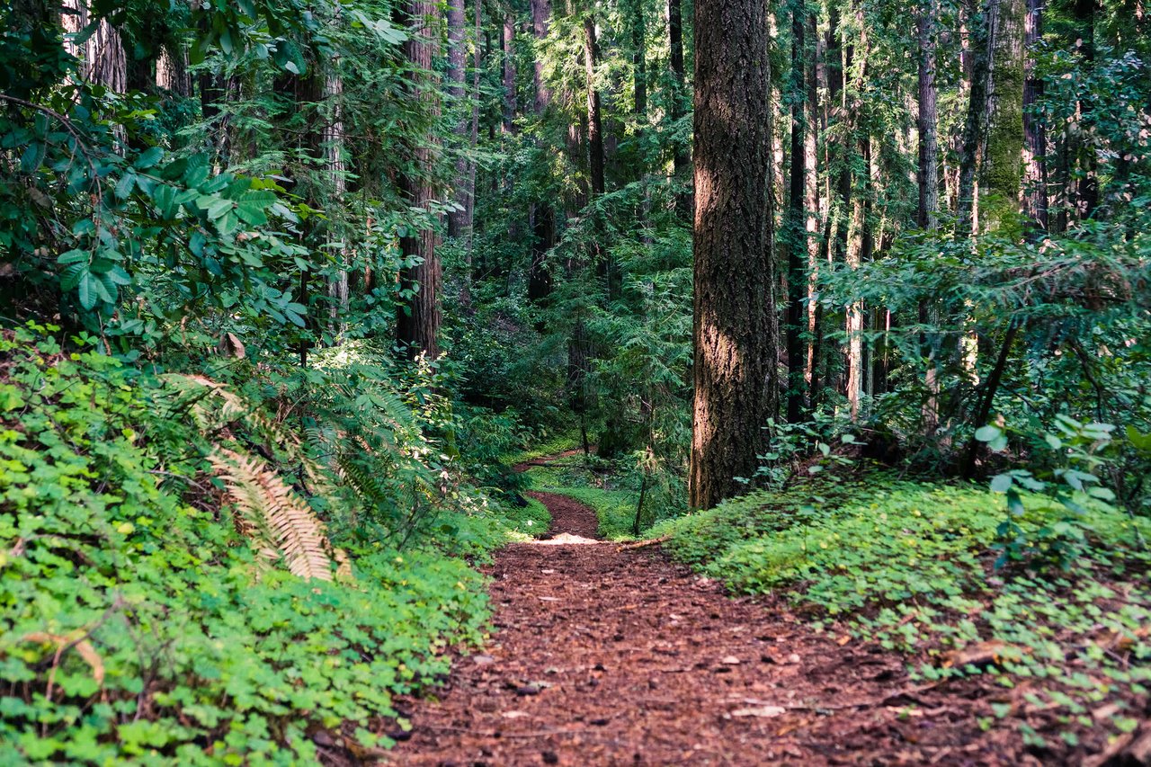 San Lorenzo Valley: Boulder Creek, Ben Lomond, Felton & Brookdale