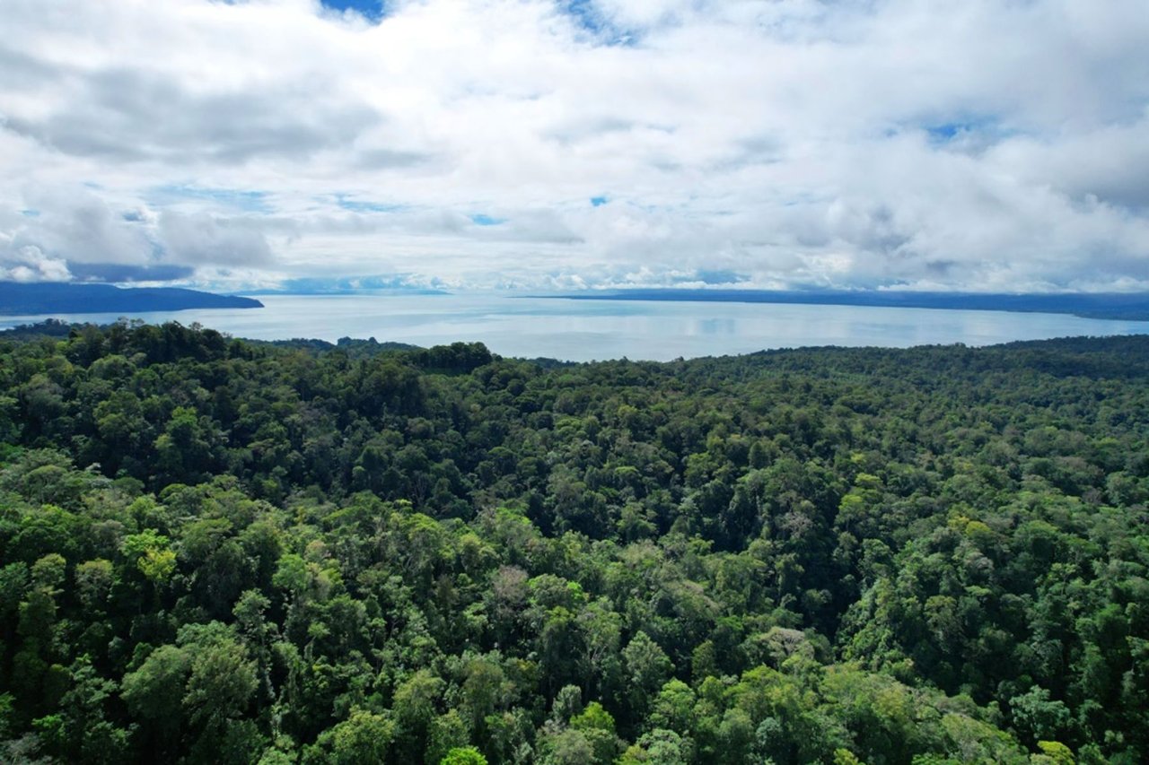 Ocean View Rainforest Acreage, Osa, Puntarenas