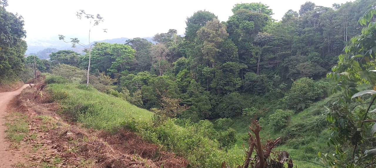 7.6 Acres Calle Camaron Platanillo
