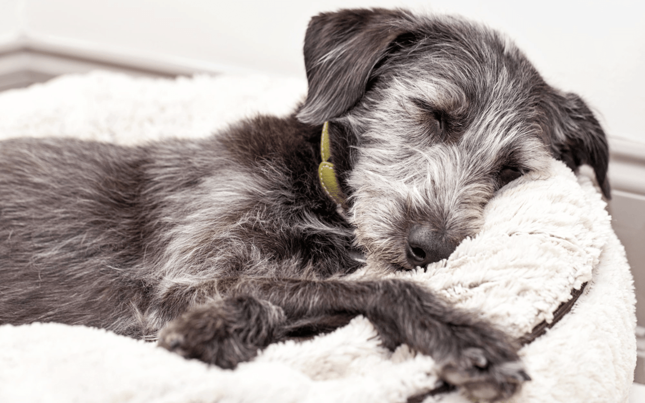 The Pros and Cons of Allowing Pets in a Rental Property