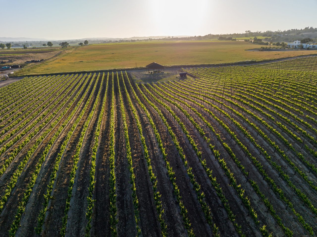 Build your Dream Vineyard Estate