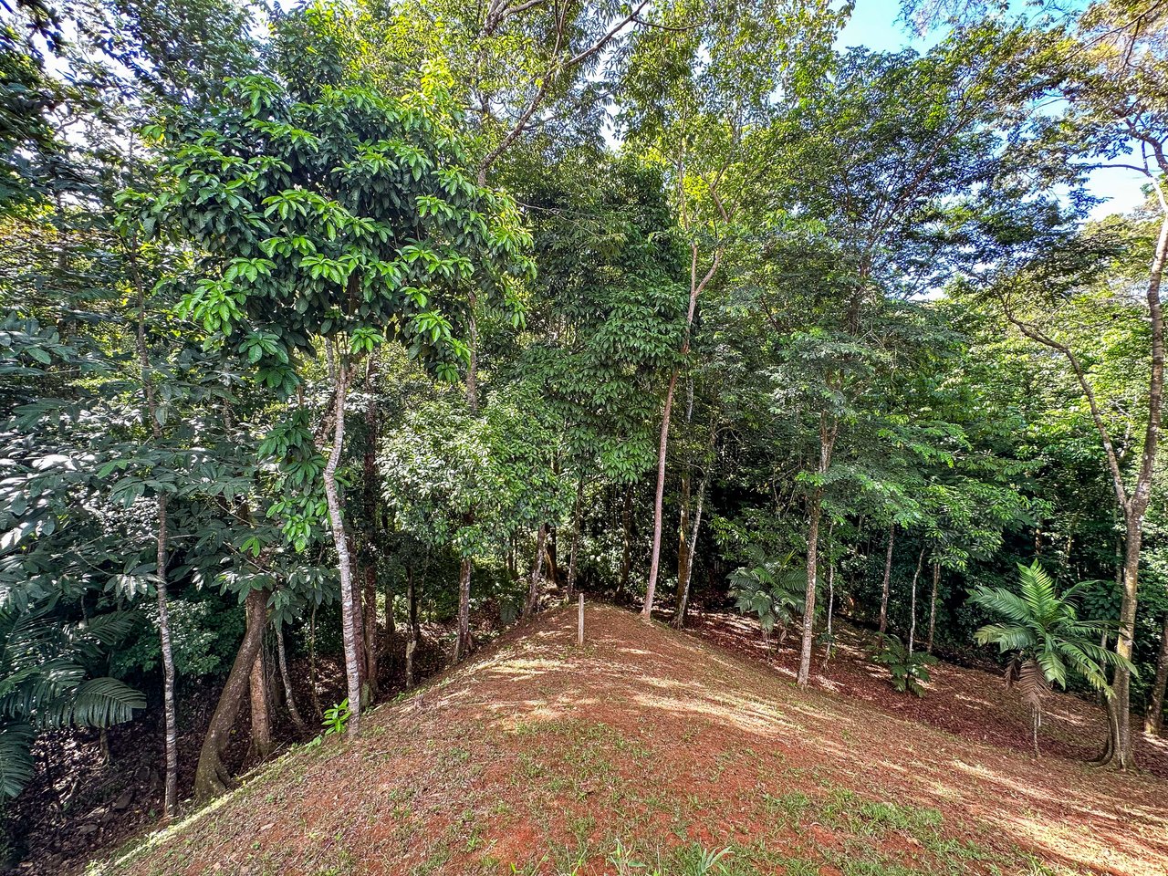 Elevated 2.2 Acres Jungle And Creek-Fronting Mountain View Lot In Ojochal