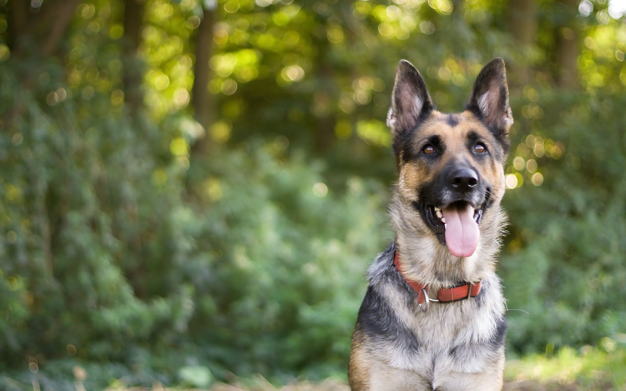 Dog-Friendly Adventures in Northstar and Martis Valley