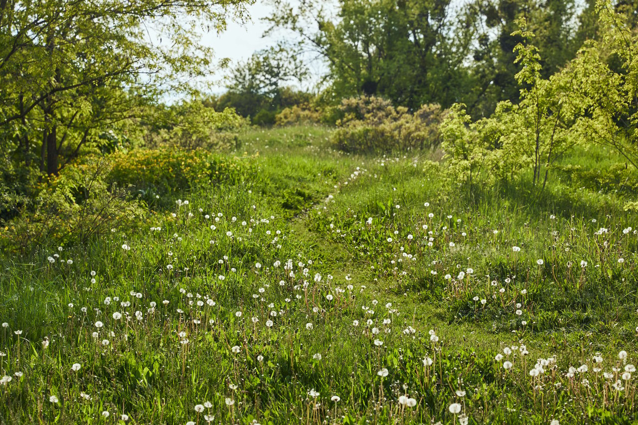 Crafting the Perfect Meadow Garden for Your Portland Home