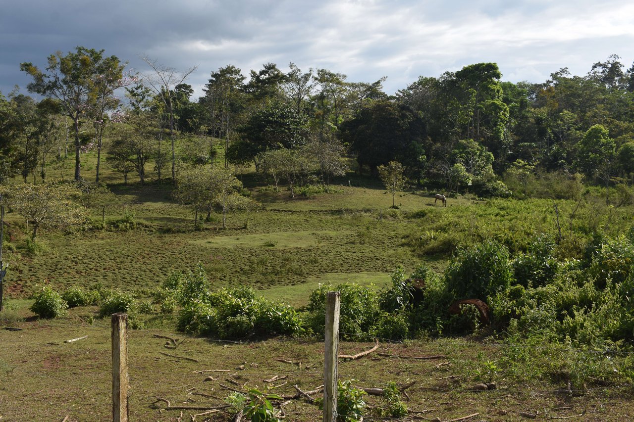 Katira Serenity | Farm with Direct Access to small Lake and Rainforest!