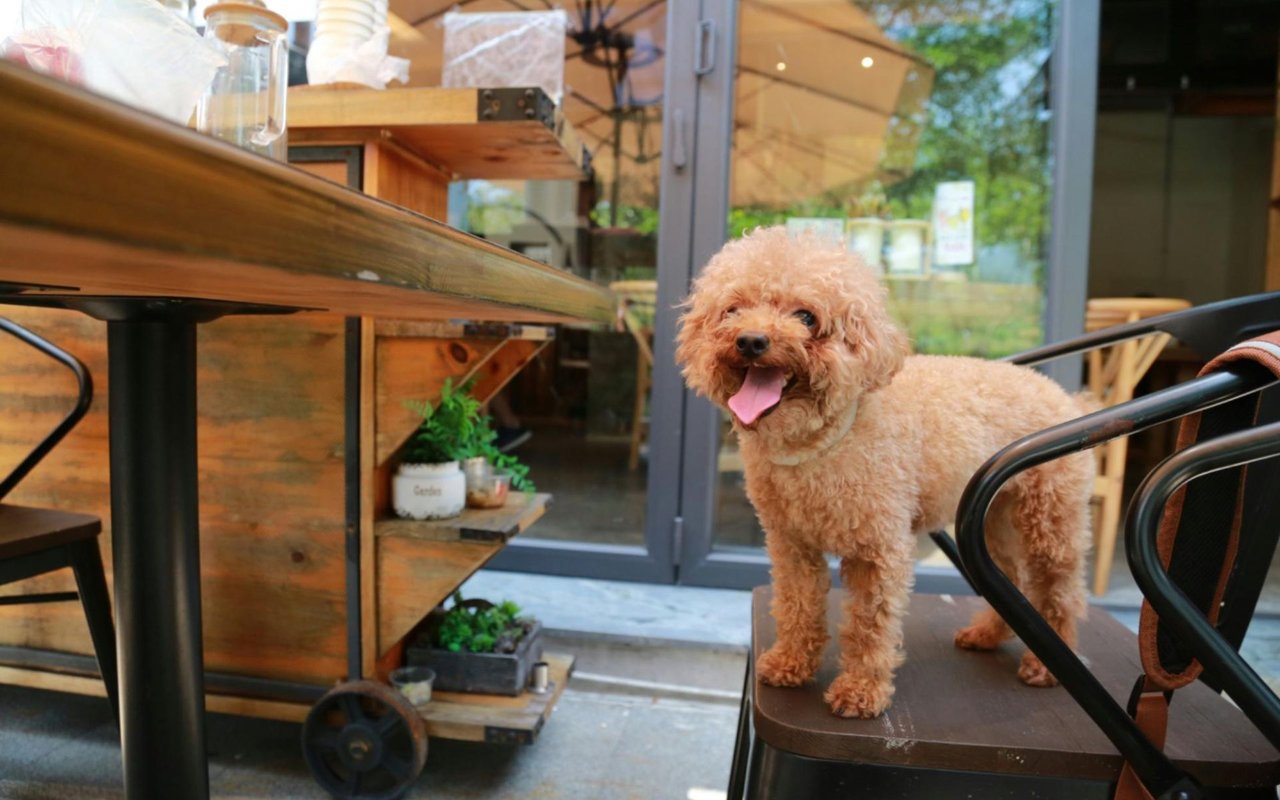 Pet-Friendly Restaurants in Santa Monica