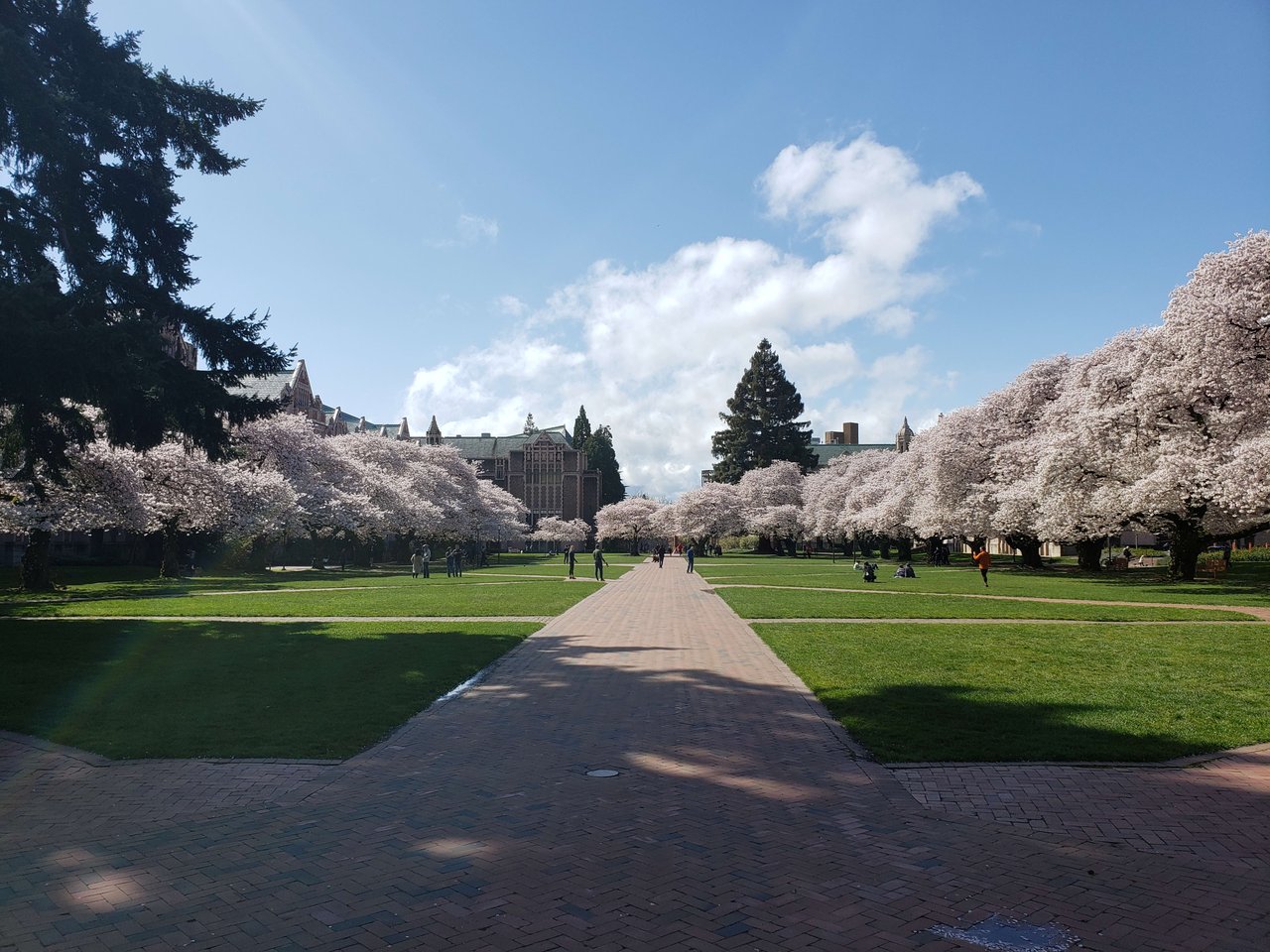 UW Cherry Blossoms located at the University of Washington campus in Seattle!  These trees bloom once a year in Spring and are a beautiful spectacle to observe. The rest of the campus is beautiful as well