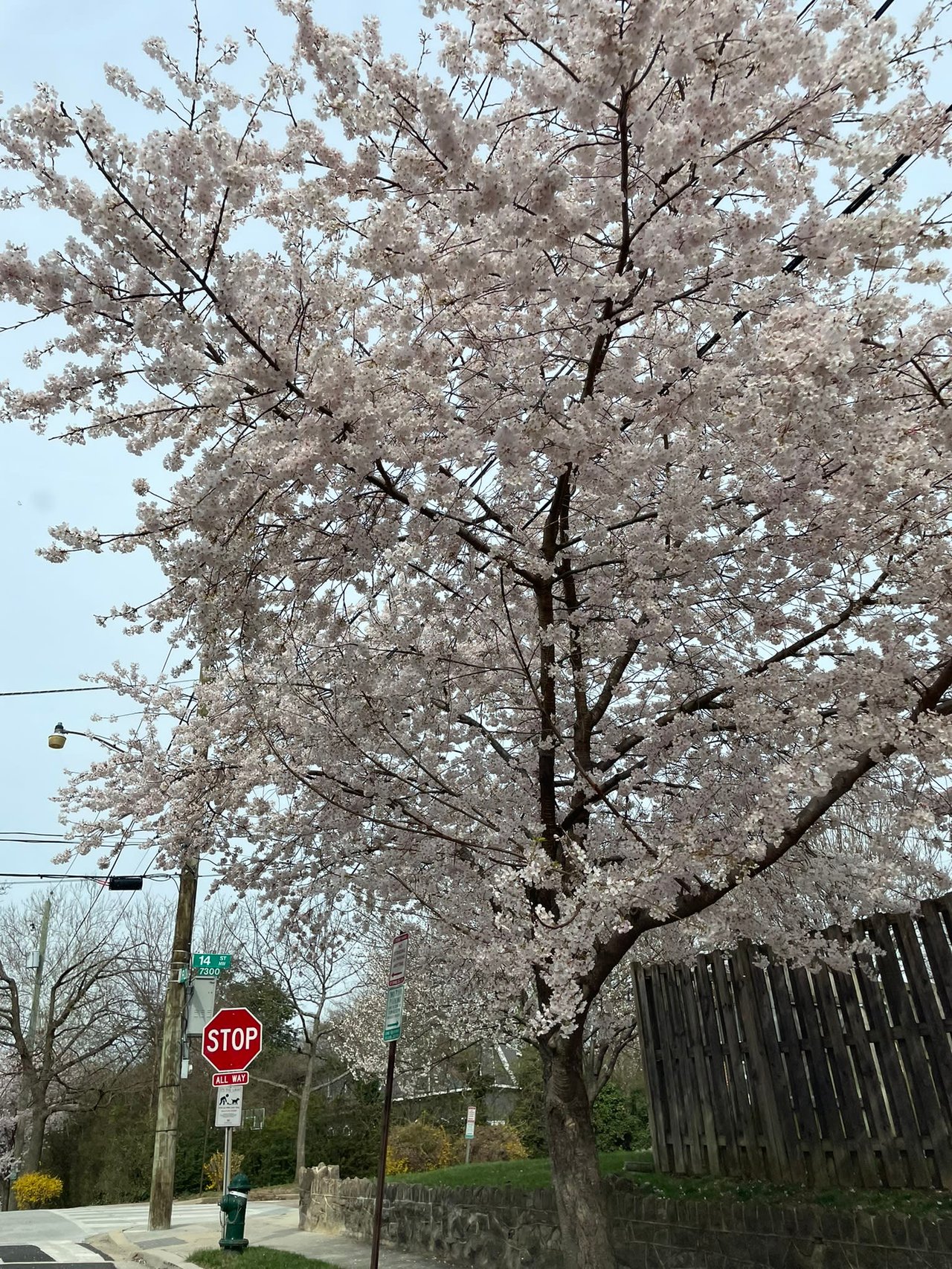 🌸 CHERRY BLOSSOM FESTIVAL 🌸