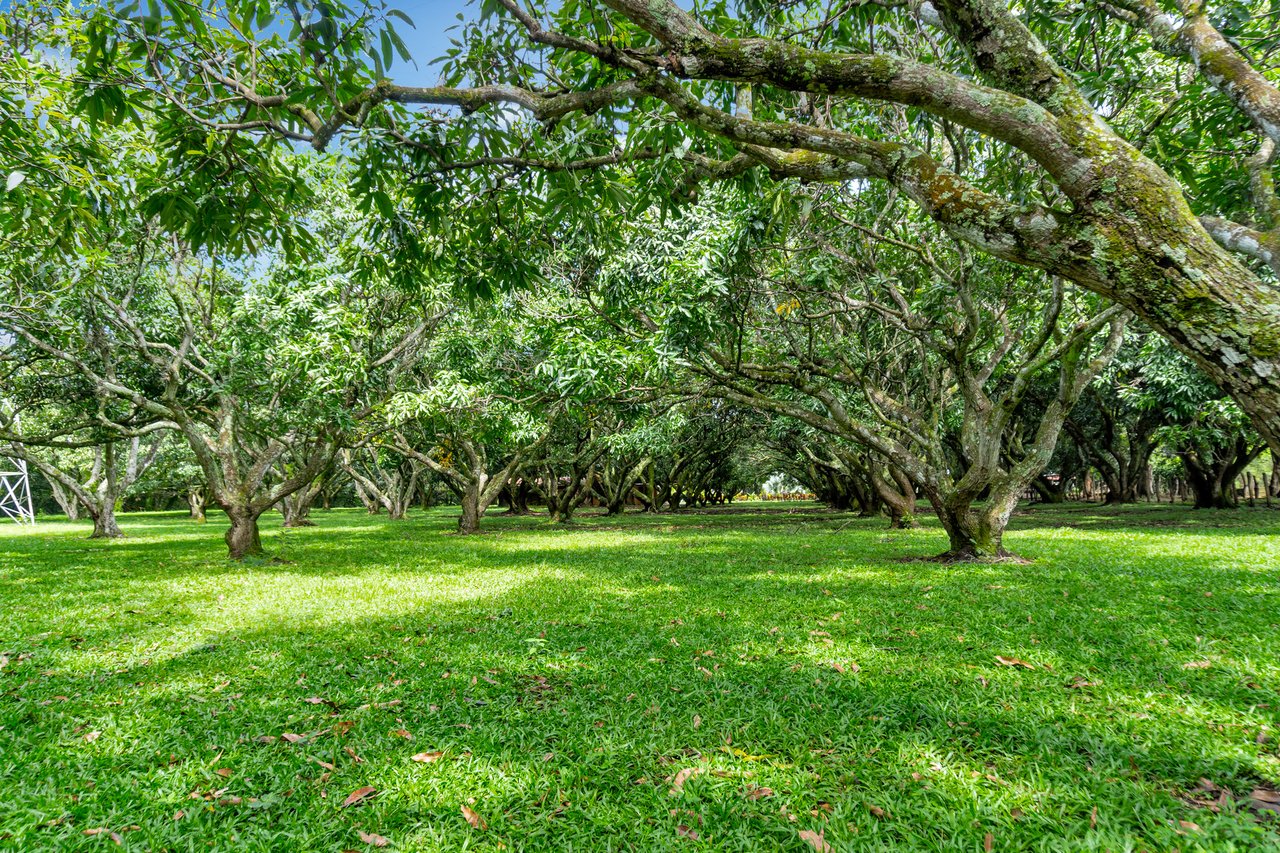 Mixed Use Development Land, Guacima, Alajuela