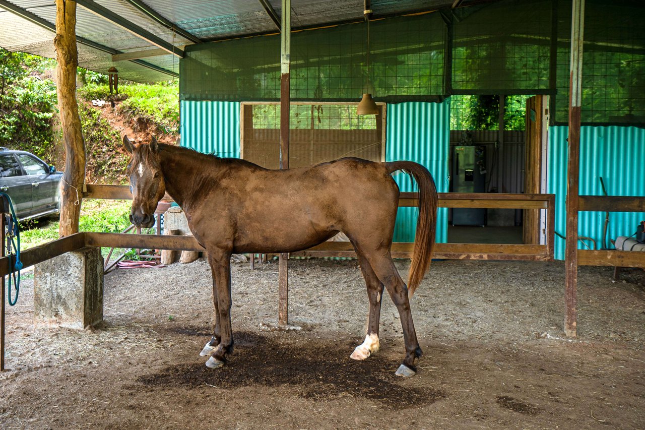 Hills of Portalon Building Site with Horse Stable, Portalon, Puntarenas