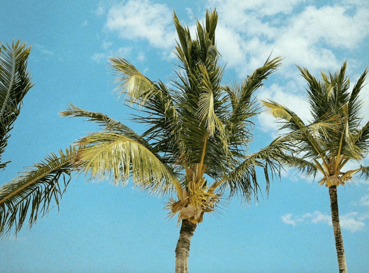 Palm Beach Palm Tree Tops with Blue Skies