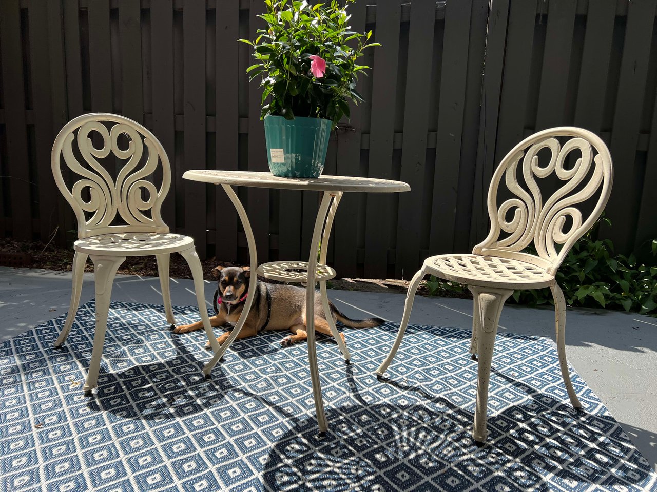 Case Study: New Sandy Springs Home for Rescue Pup, Doodles
