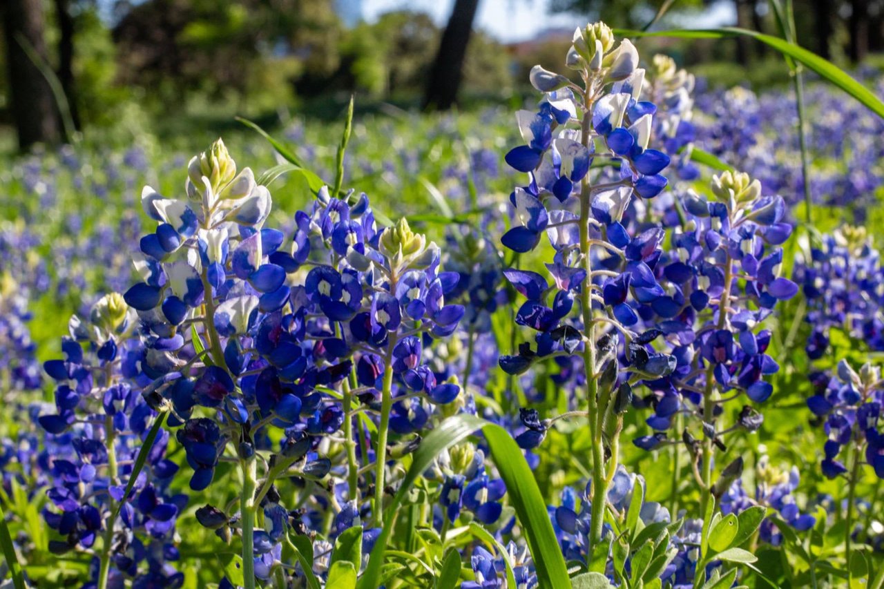 5 Reasons People Are Flocking To Hill Country