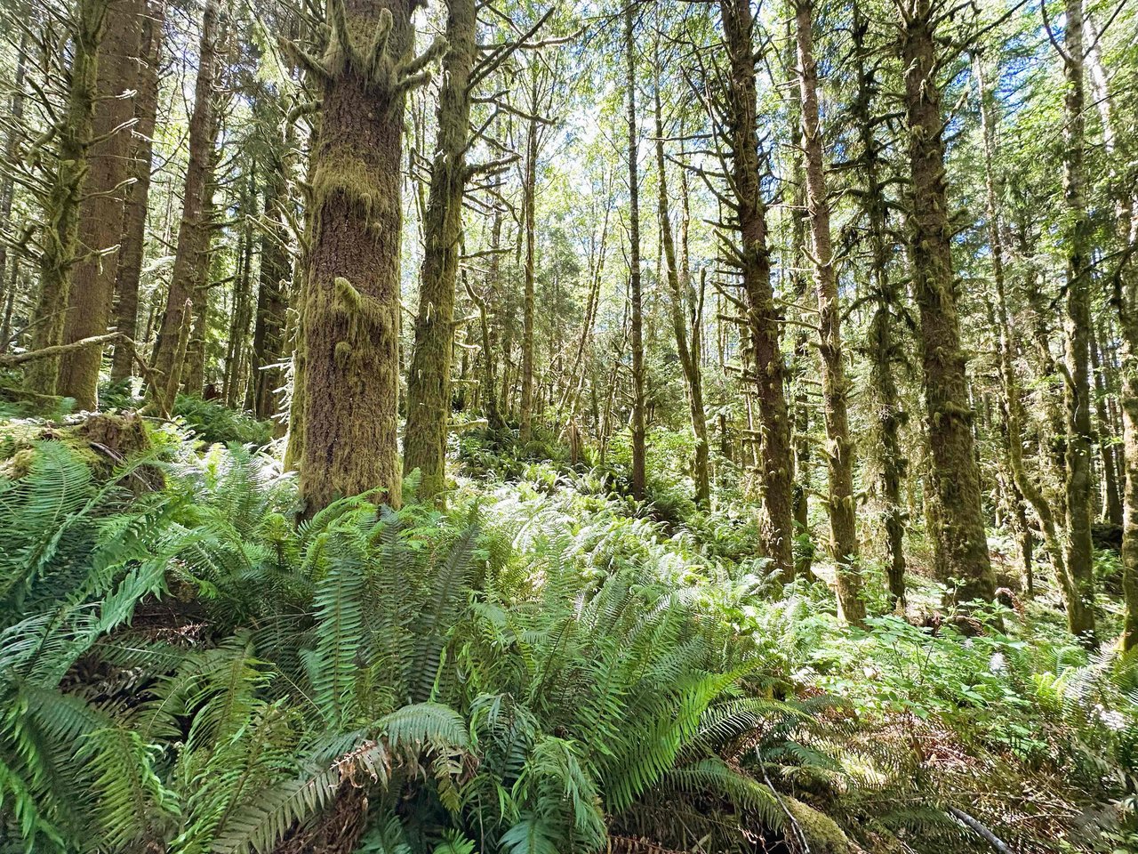 Yaquina Forest