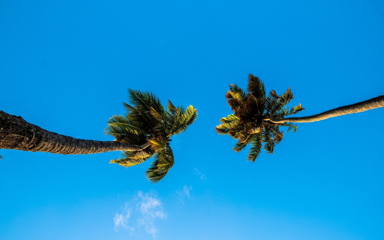 an image of two palms with blue sky in the background