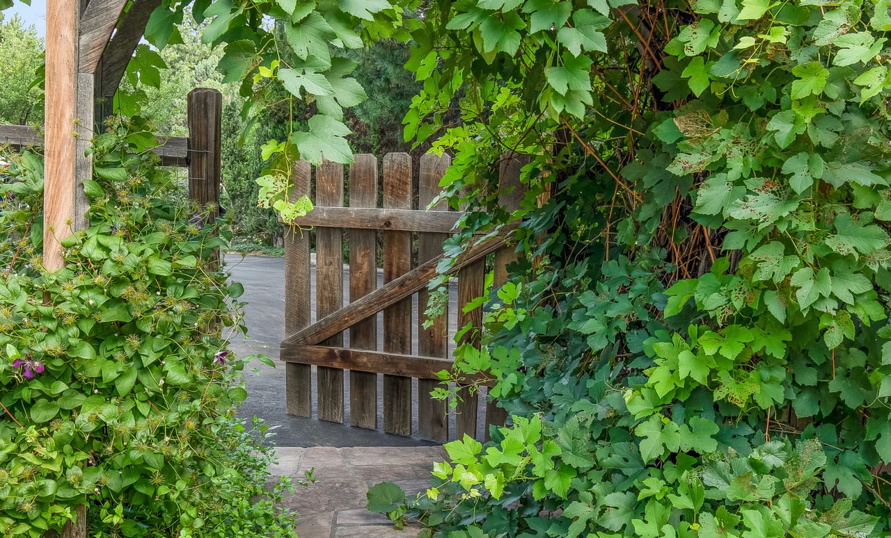 Wooden gate, ajar, framed by lush green vines and leaves