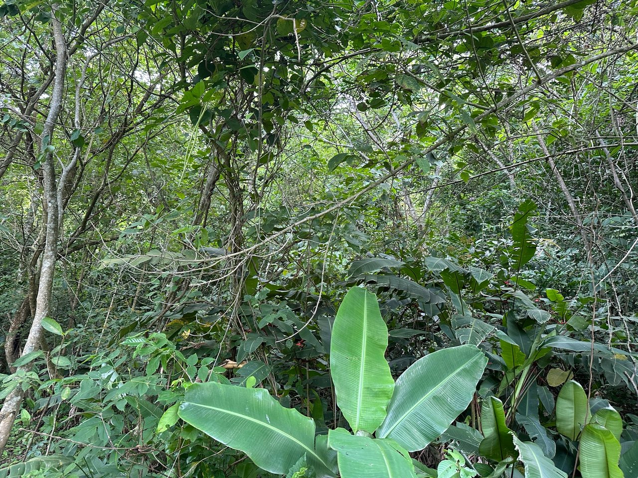 Panoramic View Buildable Land, Escazu, San Jose