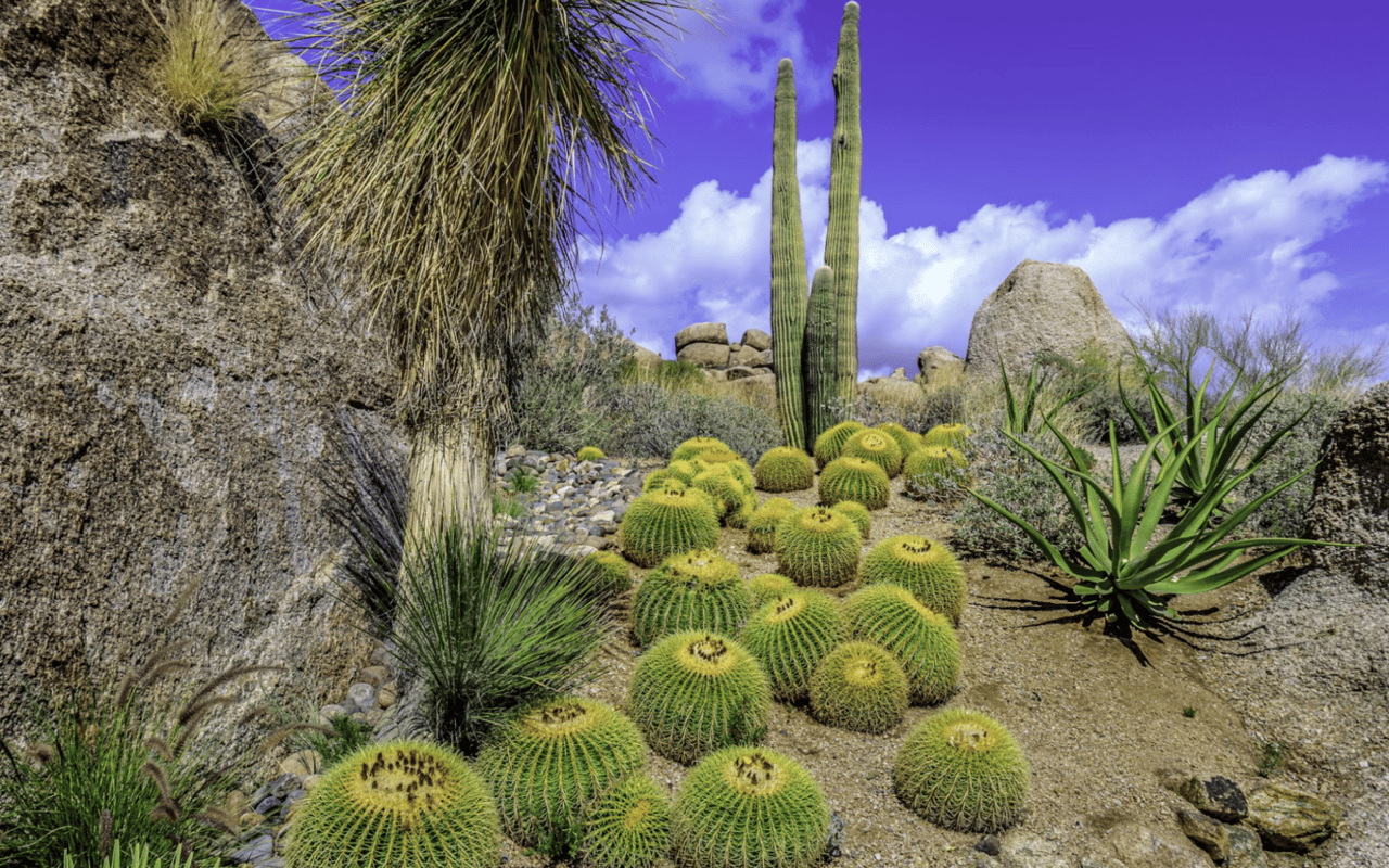 Hiking in Scottsdale