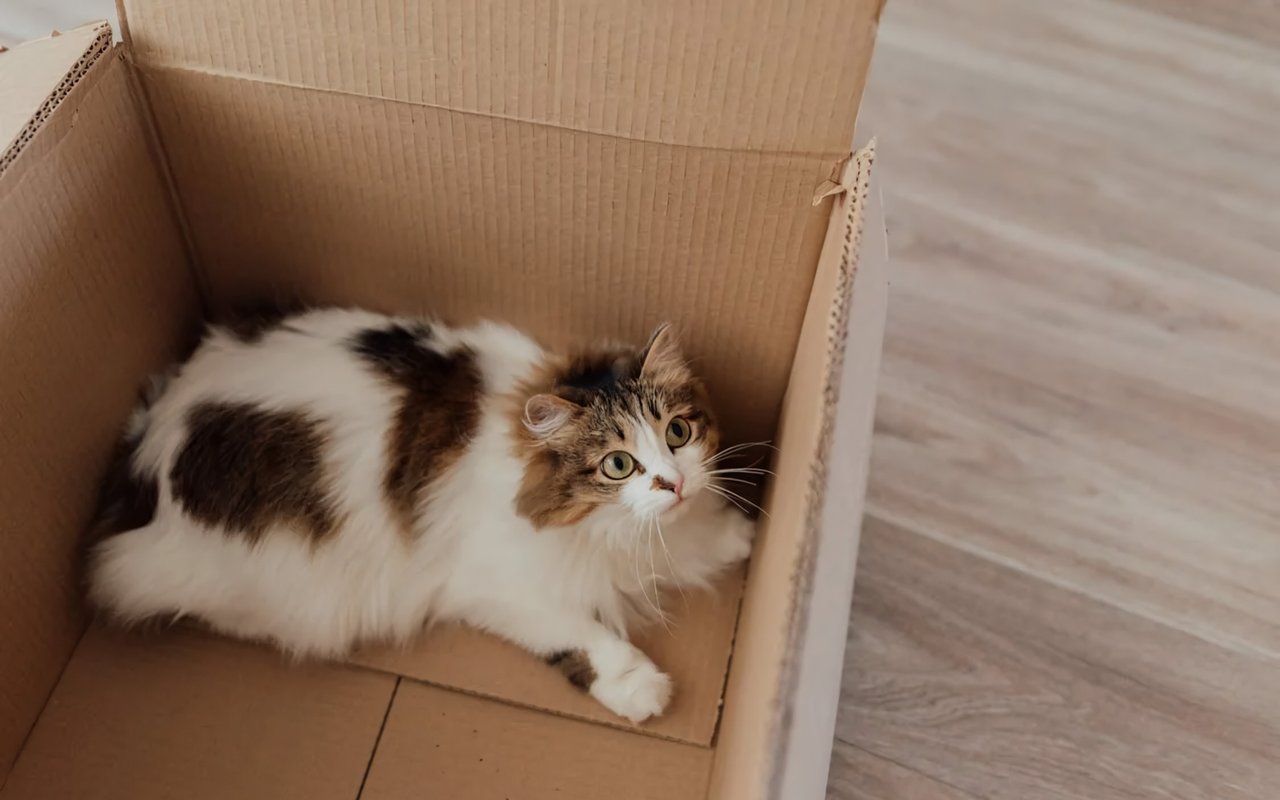 5 Tips for Moving with Pets