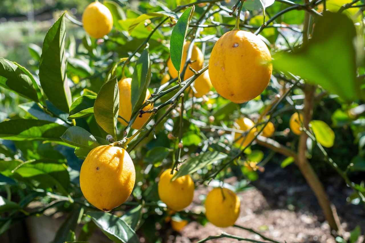 880 Bolinas Road, Fairfax