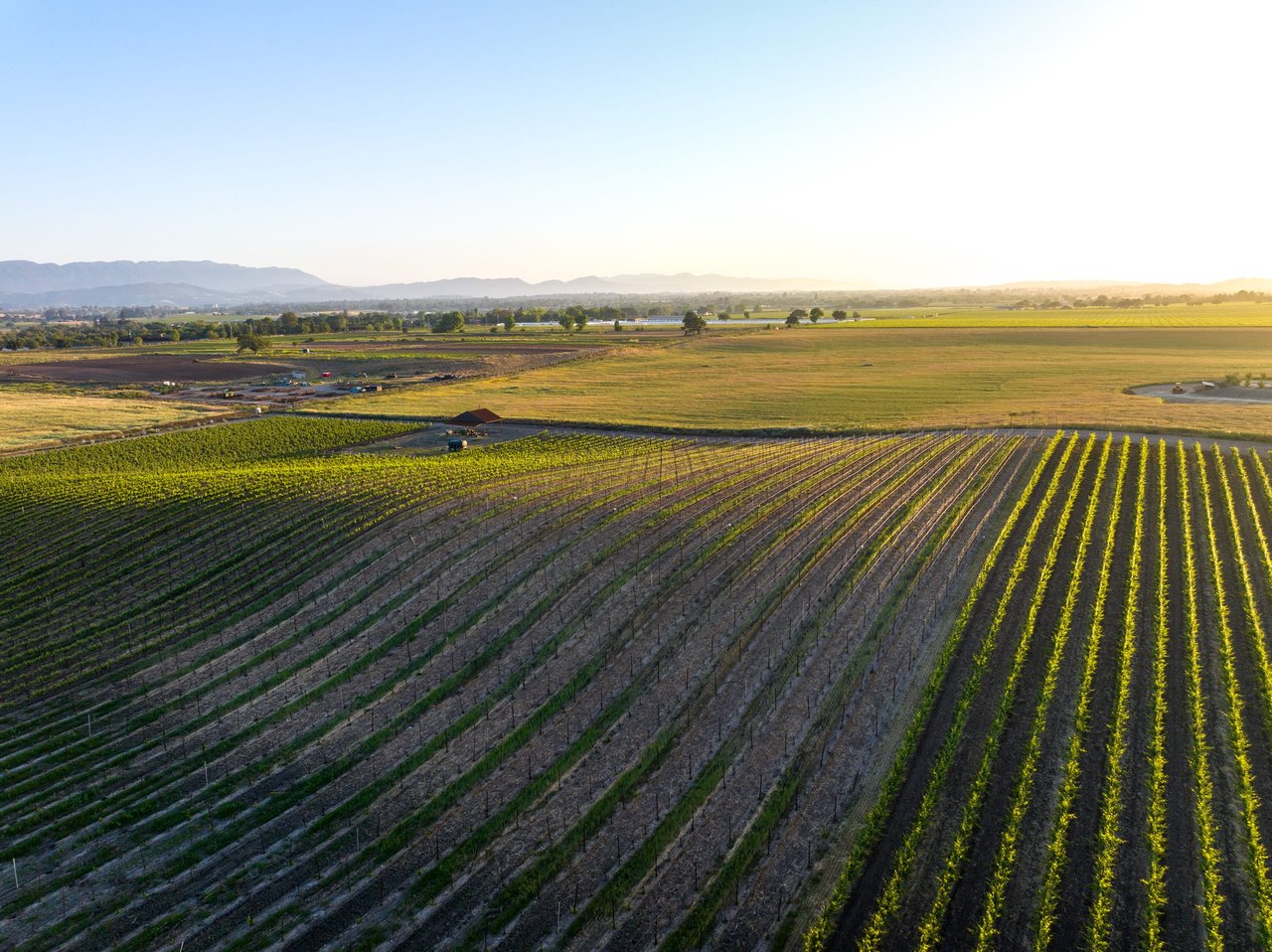 Build your Dream Vineyard Estate