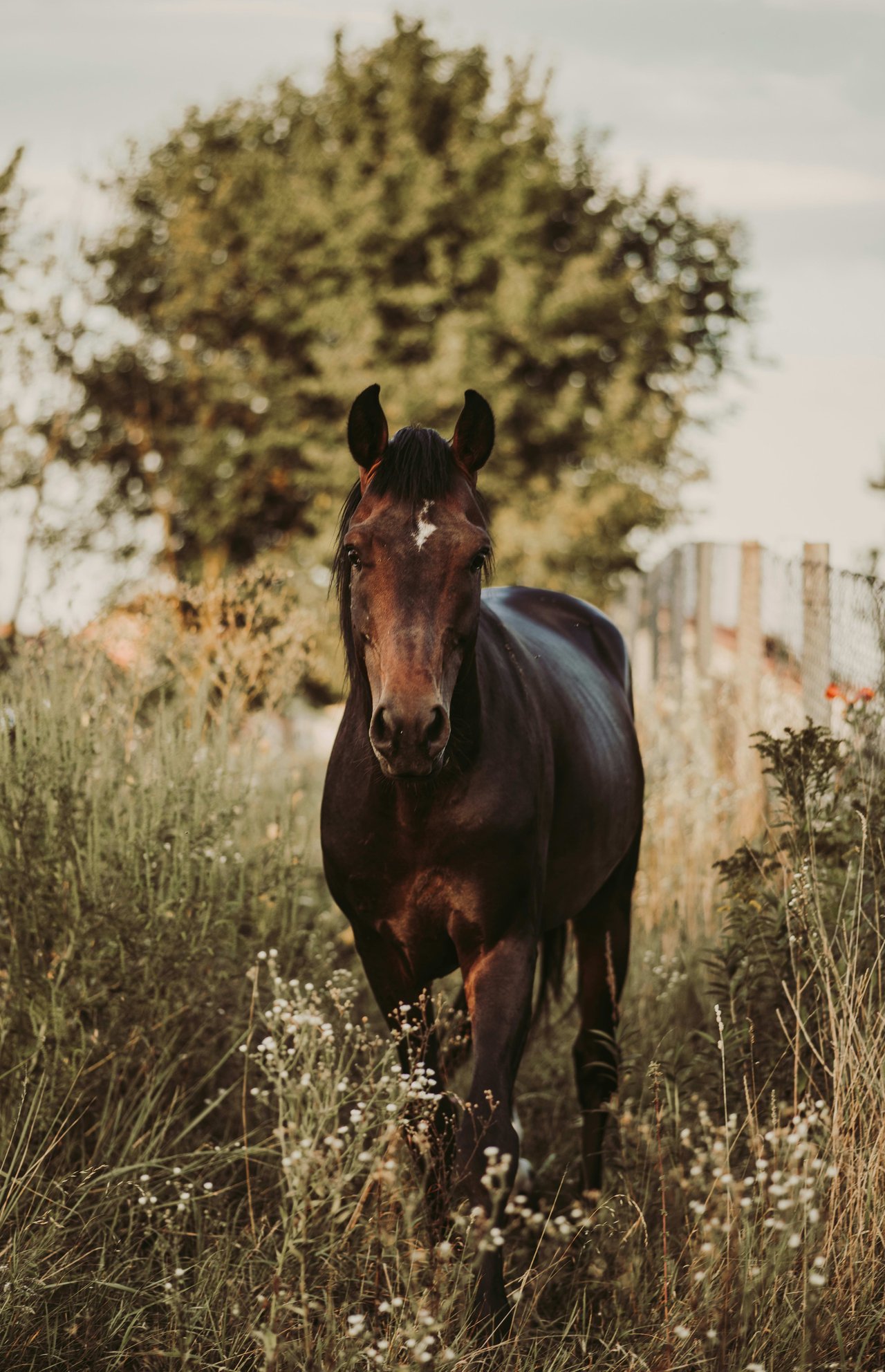 Hope Ranch