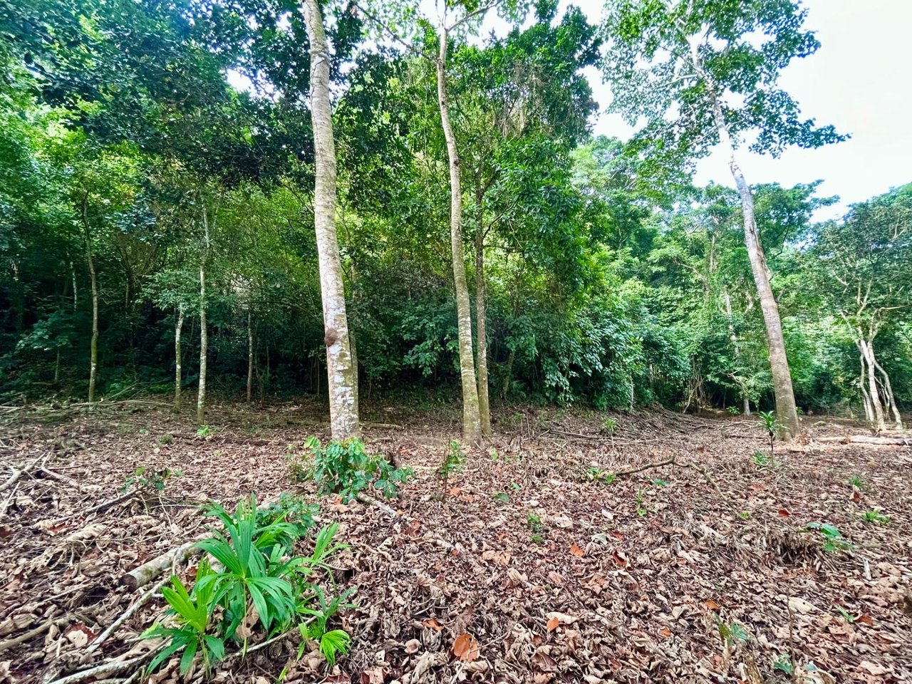 Flat Commercial Development Lot, Osa, Puntarenas
