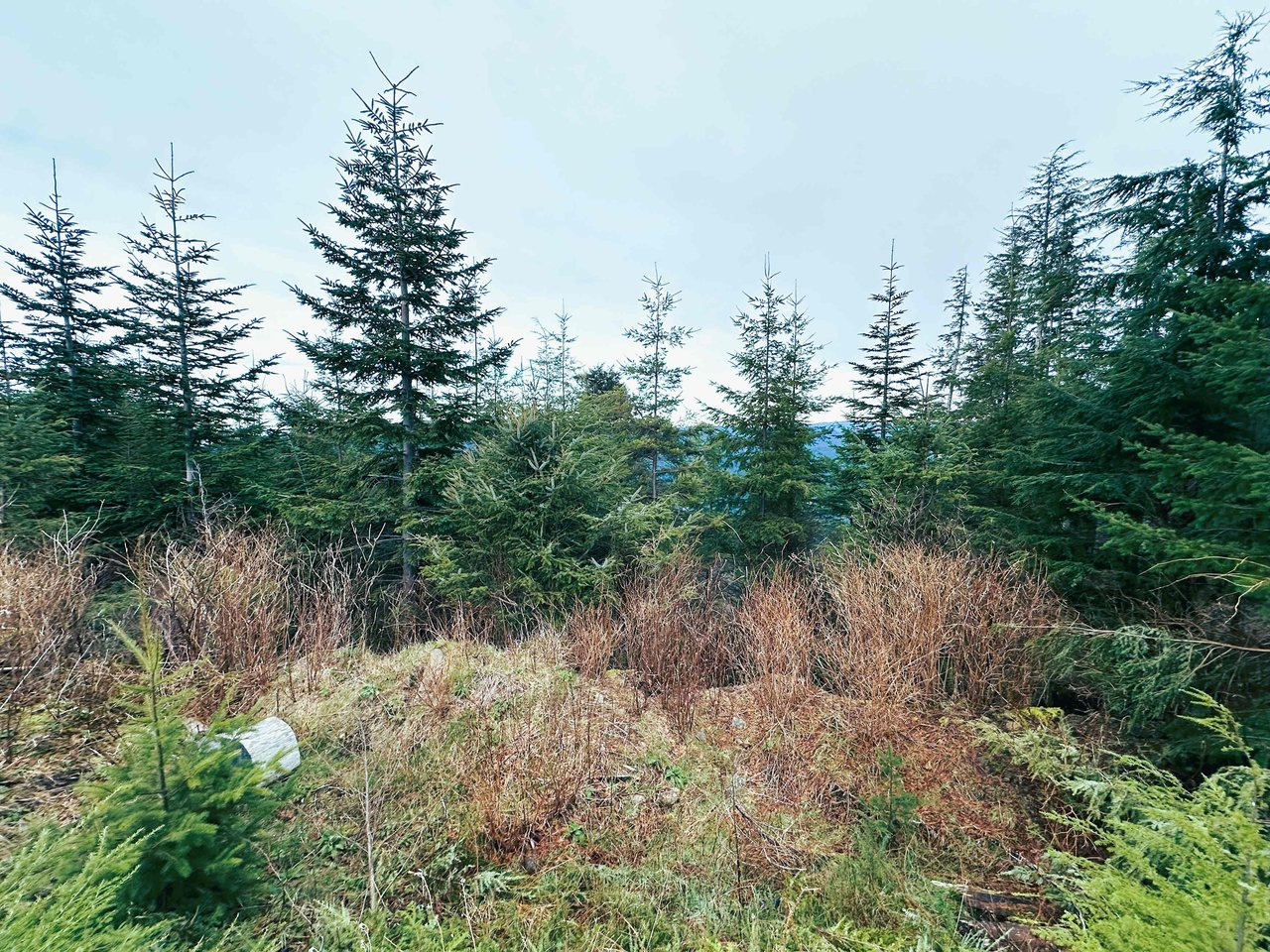 Cummins Creek Wilderness Overlook