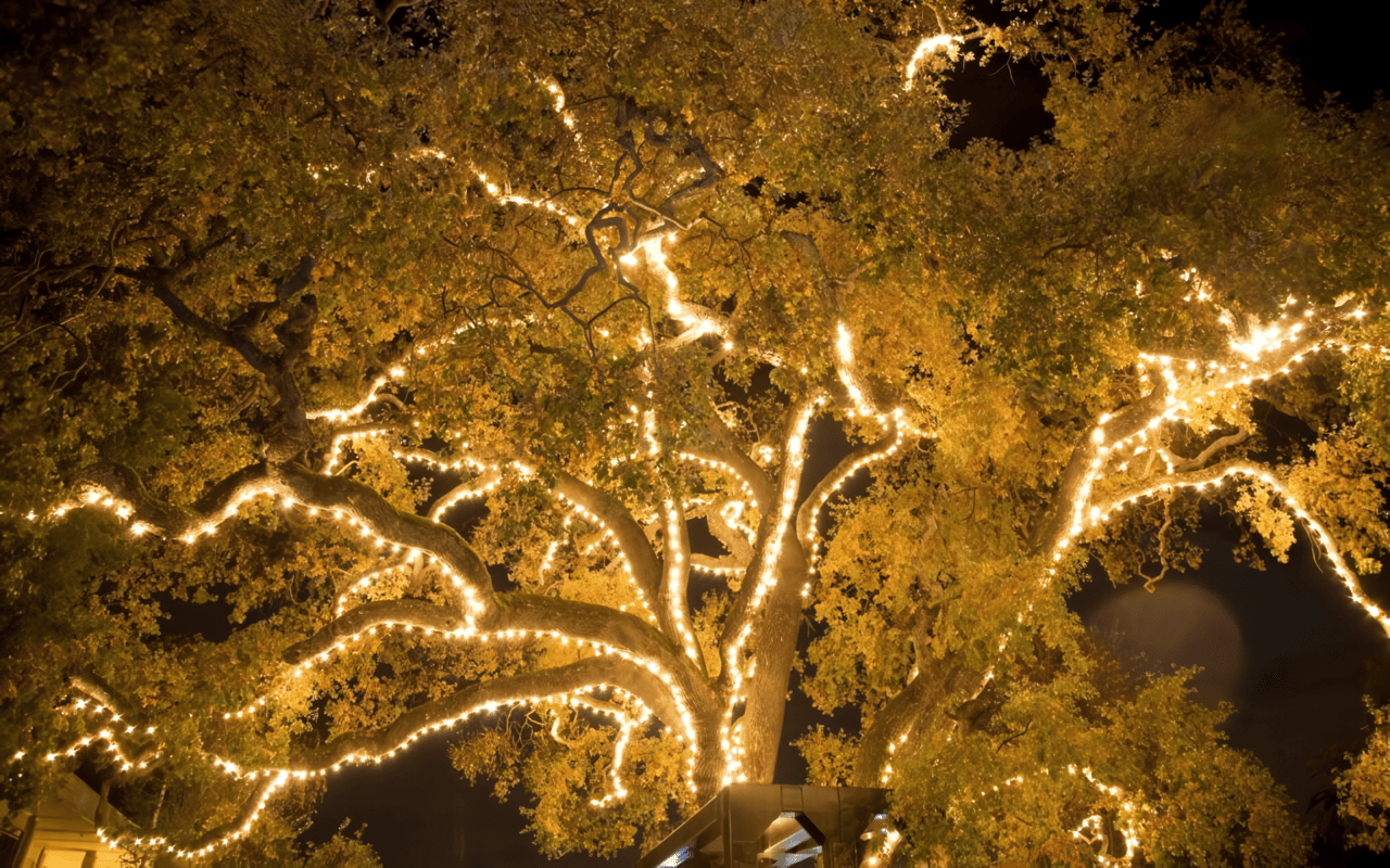 Celebrating the Beauty of November