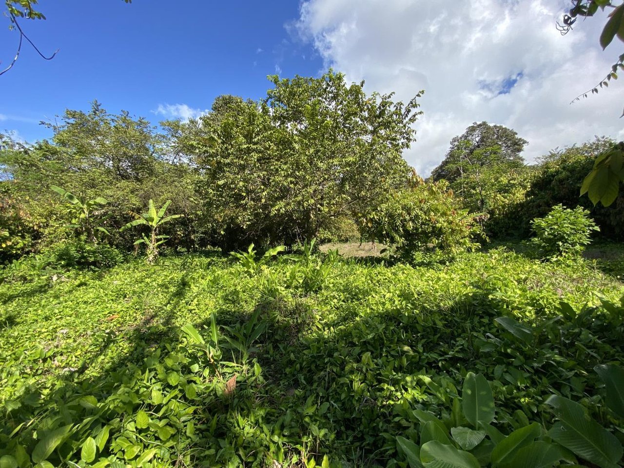 Flat And Usable Commercial Lot In The Heart Of Uvita With 90 Meters Paved Road Frontage!