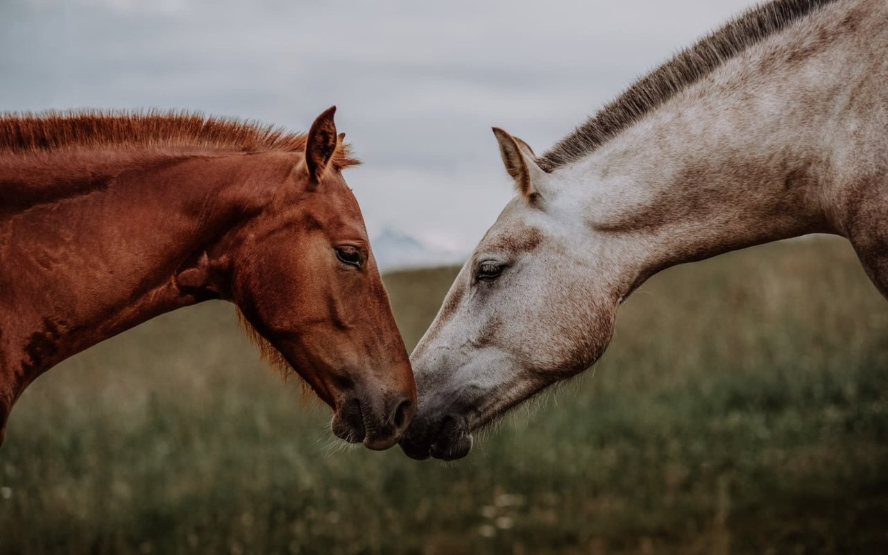 Horse-Properties in Oro Valley & Northwest Tucson