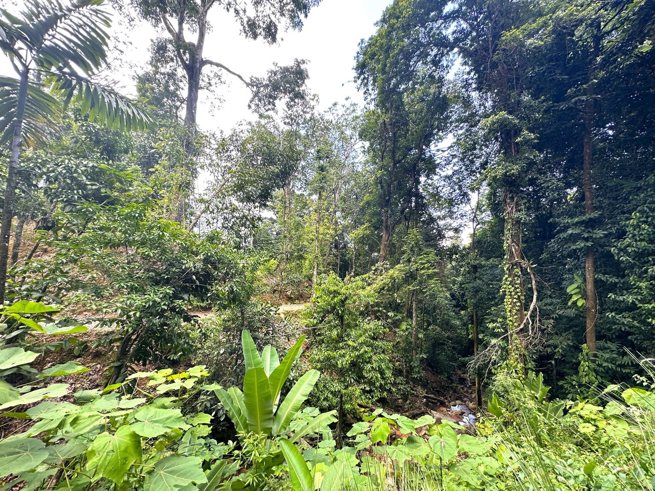 5.77 Acres With 4 Building Sites. Ocean Views, Rivers And Rainforest Abound In Cinco Ventanas! Ojochal 