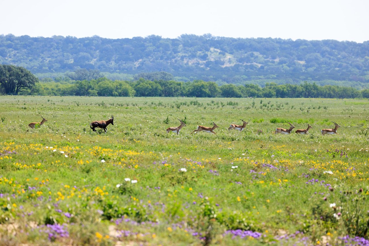 Golden Eagle Ranch