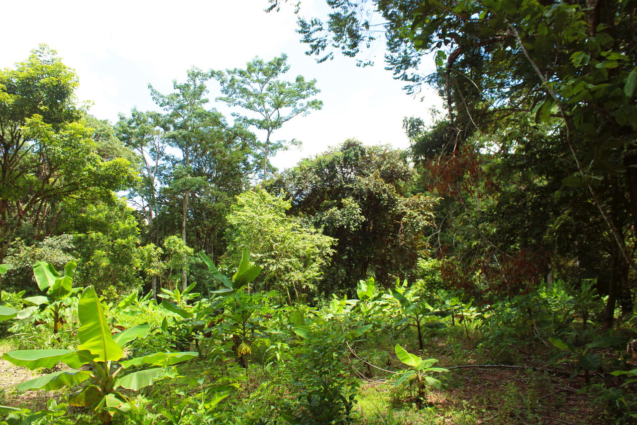 Wildlife Reserve Farm close to Ojochal