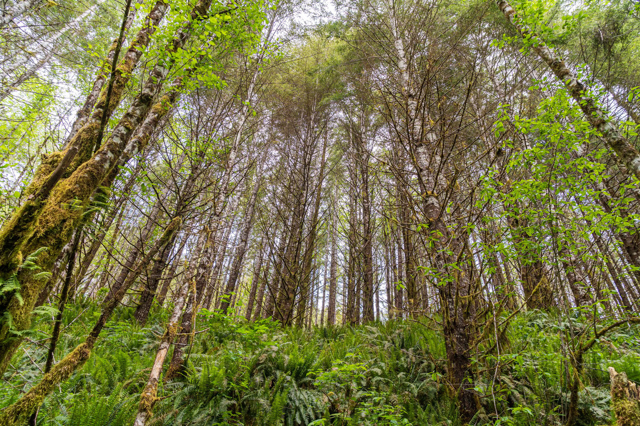 Three Rivers Conservation Project - Ensuring Roosevelt Elk Habitat