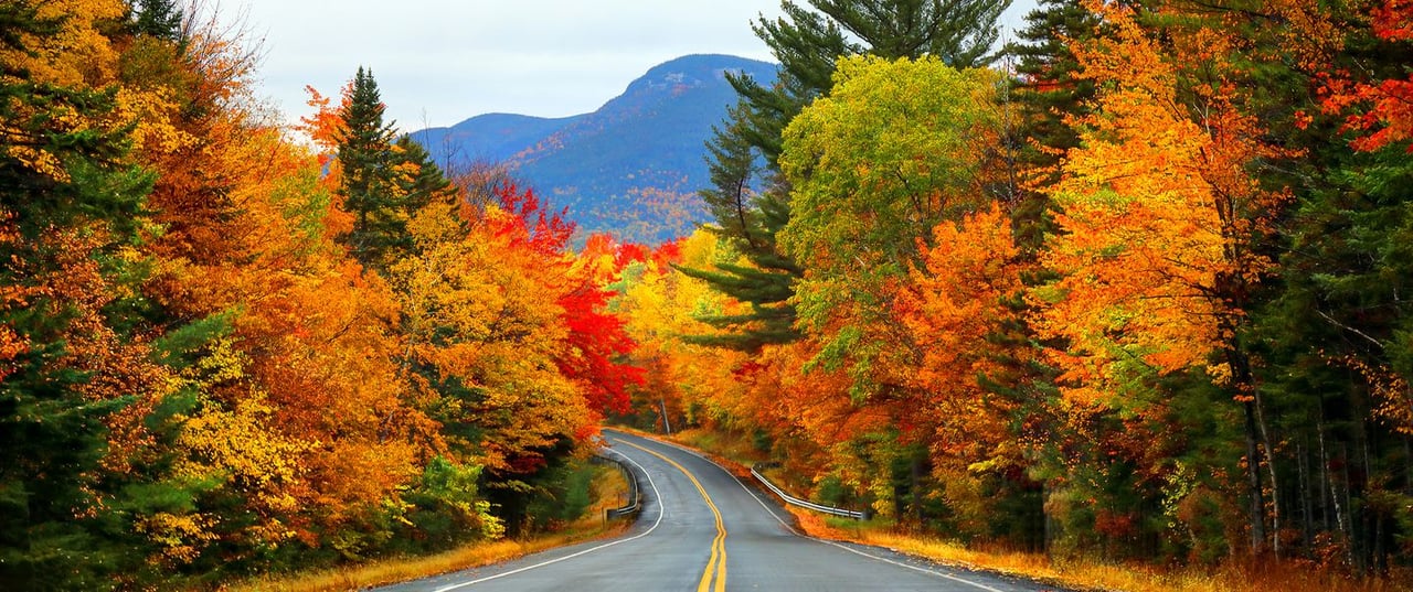 Lively Landscape | Top Trees for Brilliant Fall Foliage