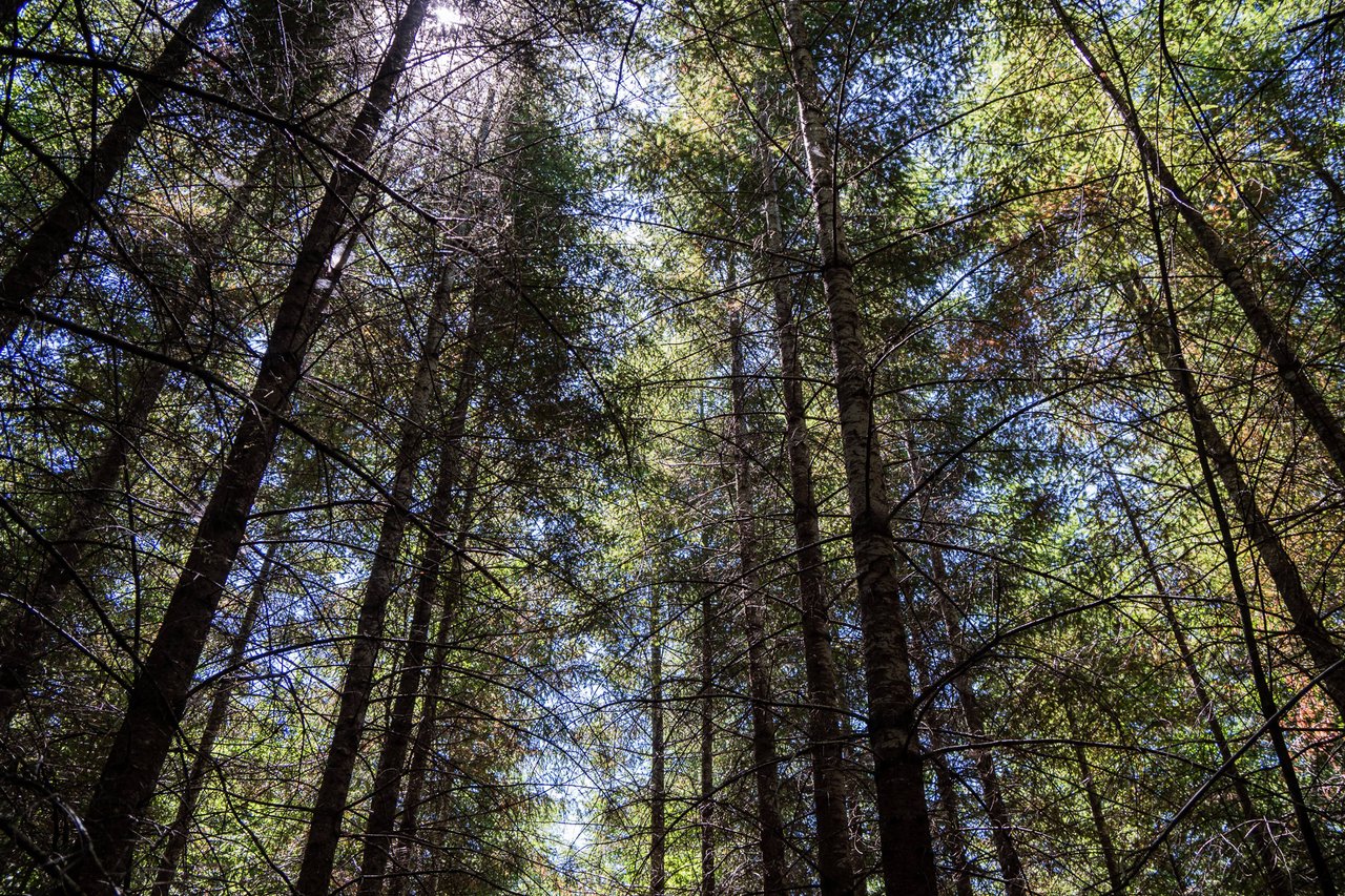 Hayes Hill Tree Farm 