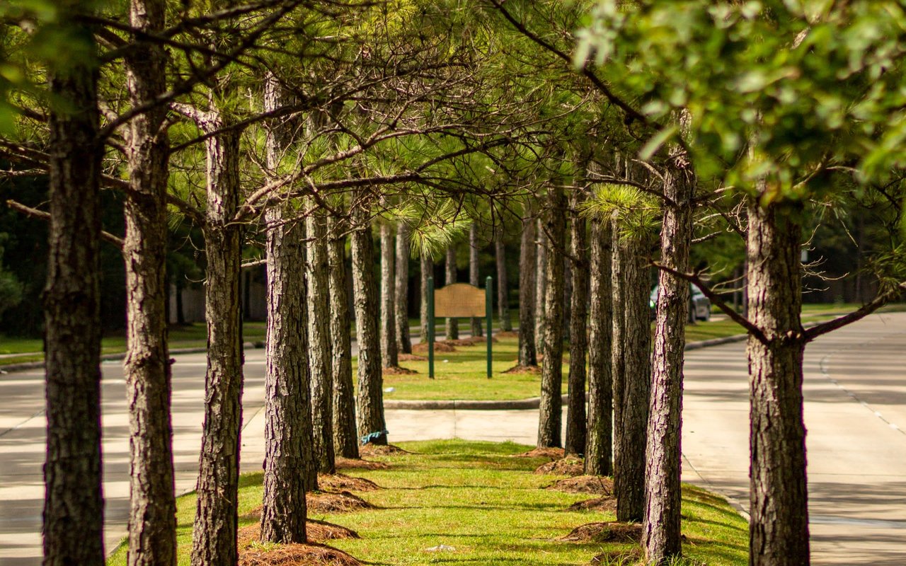 A row of trees lines a two-lane road with a concrete sidewalk on a sunny day.