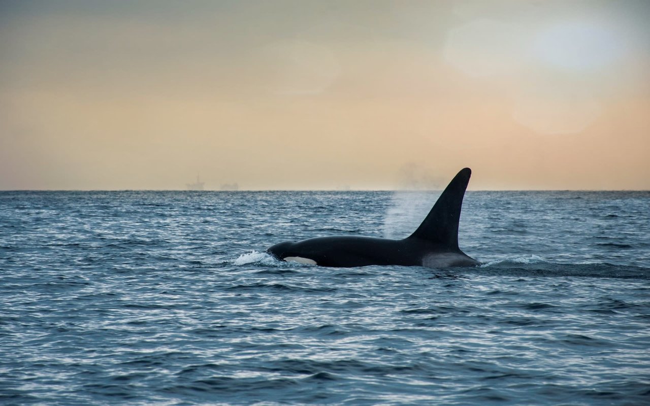 Things to Do in Newport Beach, CA