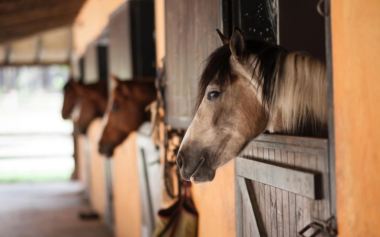 Essentials for the Modern Equestrian Center