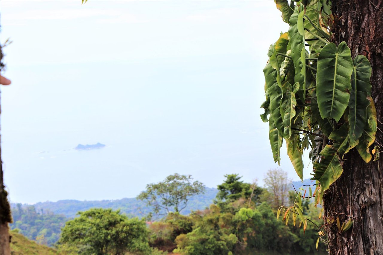 Ocean View Development Farms, Uvita, Puntarenas