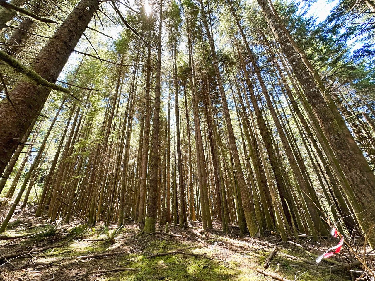 Yaquina Forest