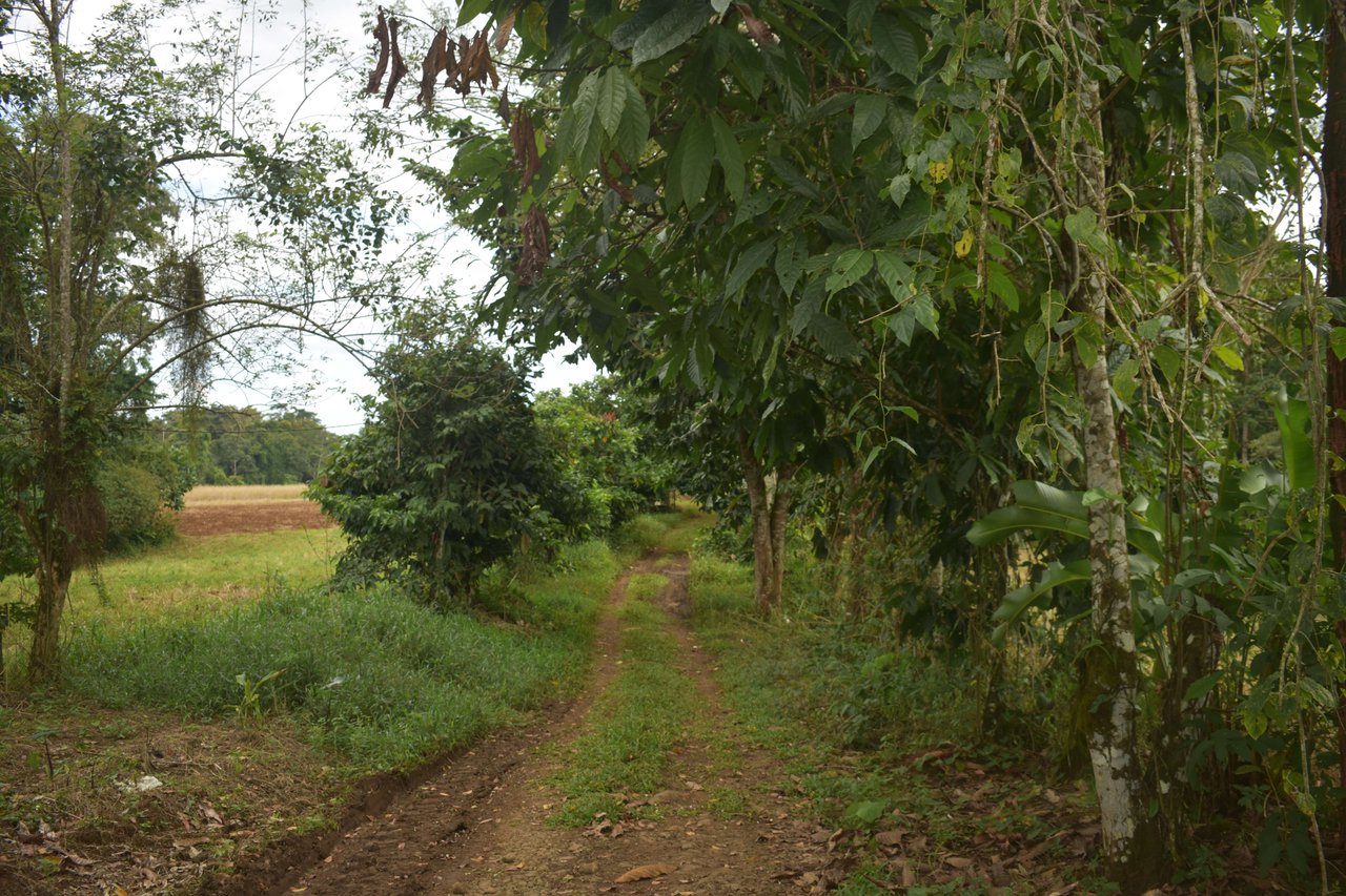 Villa Celeste Land | Embrace a unique 9-hectare Property along Rio Celeste