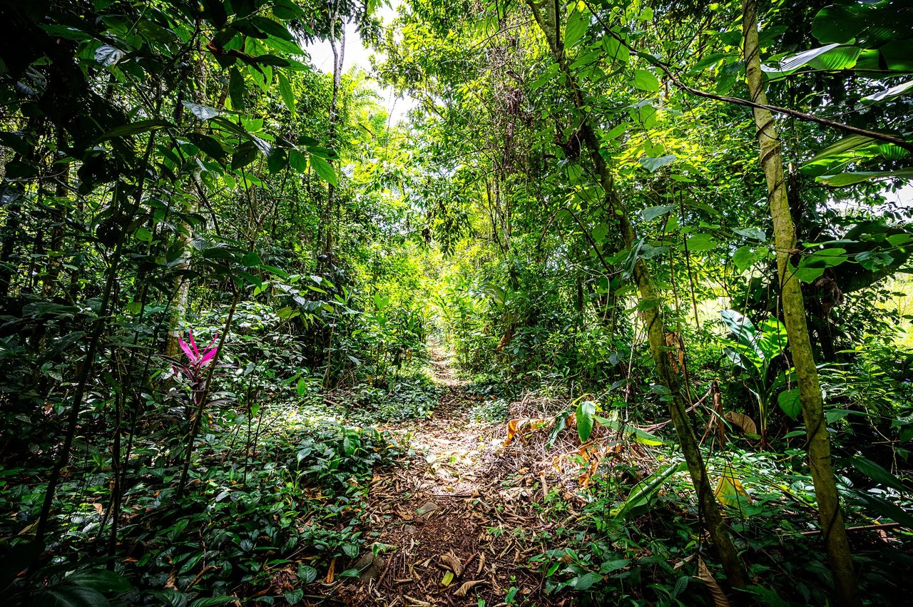 Jungle Compound With River Access, Lake Arenal, Alajuela