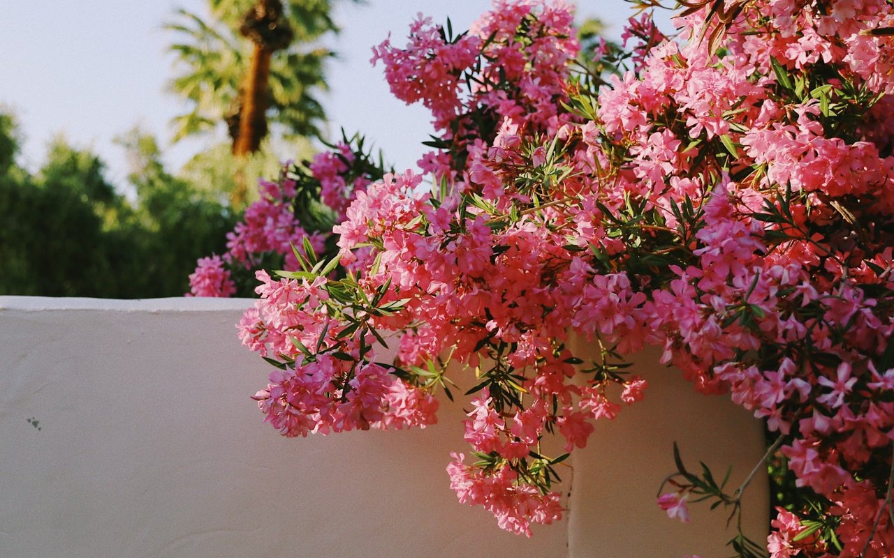 Spring Into Selling: Prepare Your Home for a Successful Spring Sale
